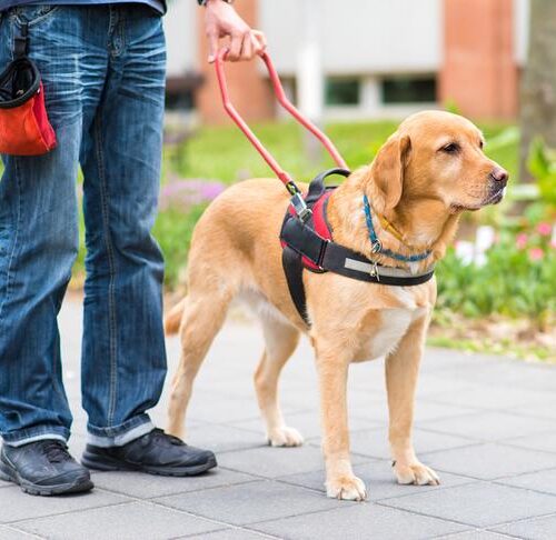 A guide dog leads a man through a park